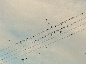 swallows on the wire